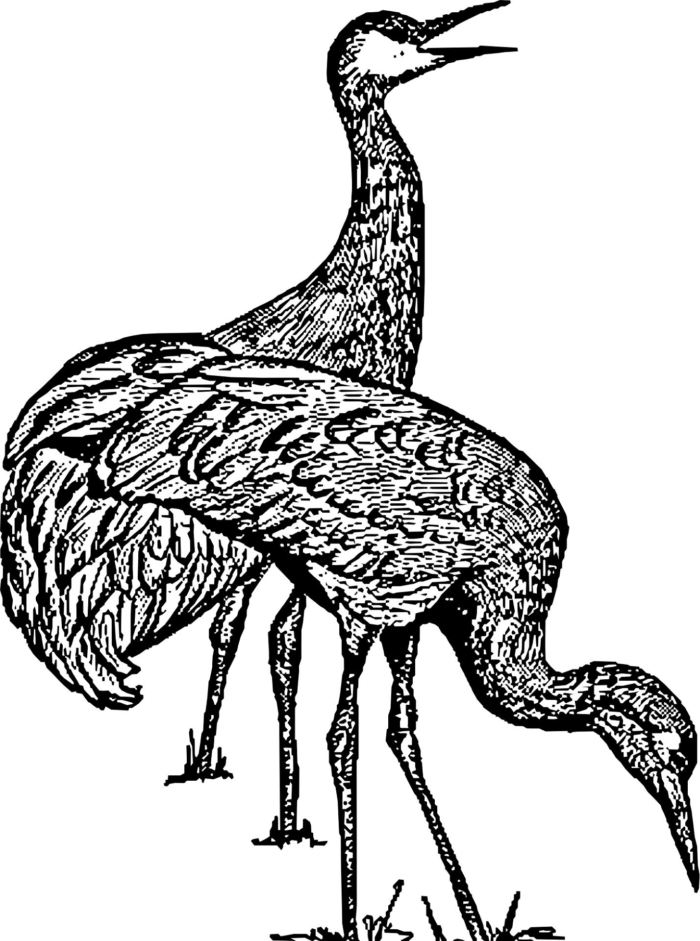 Desenho de Geral para colorir