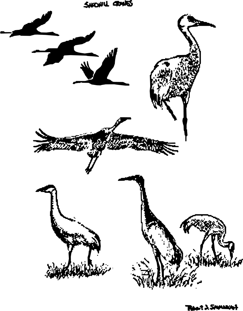 Desenho de Geral para colorir