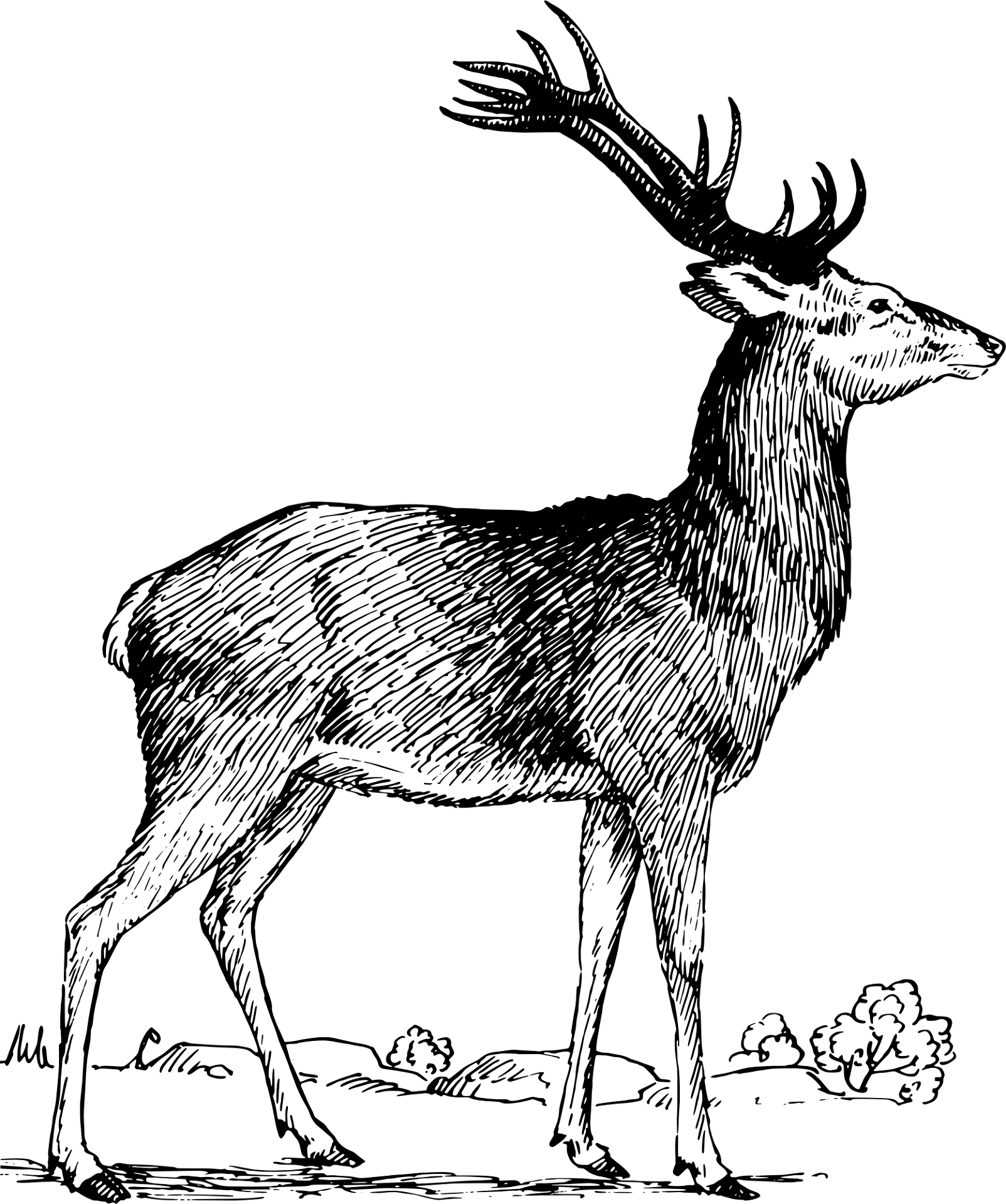 Desenho de Geral para colorir