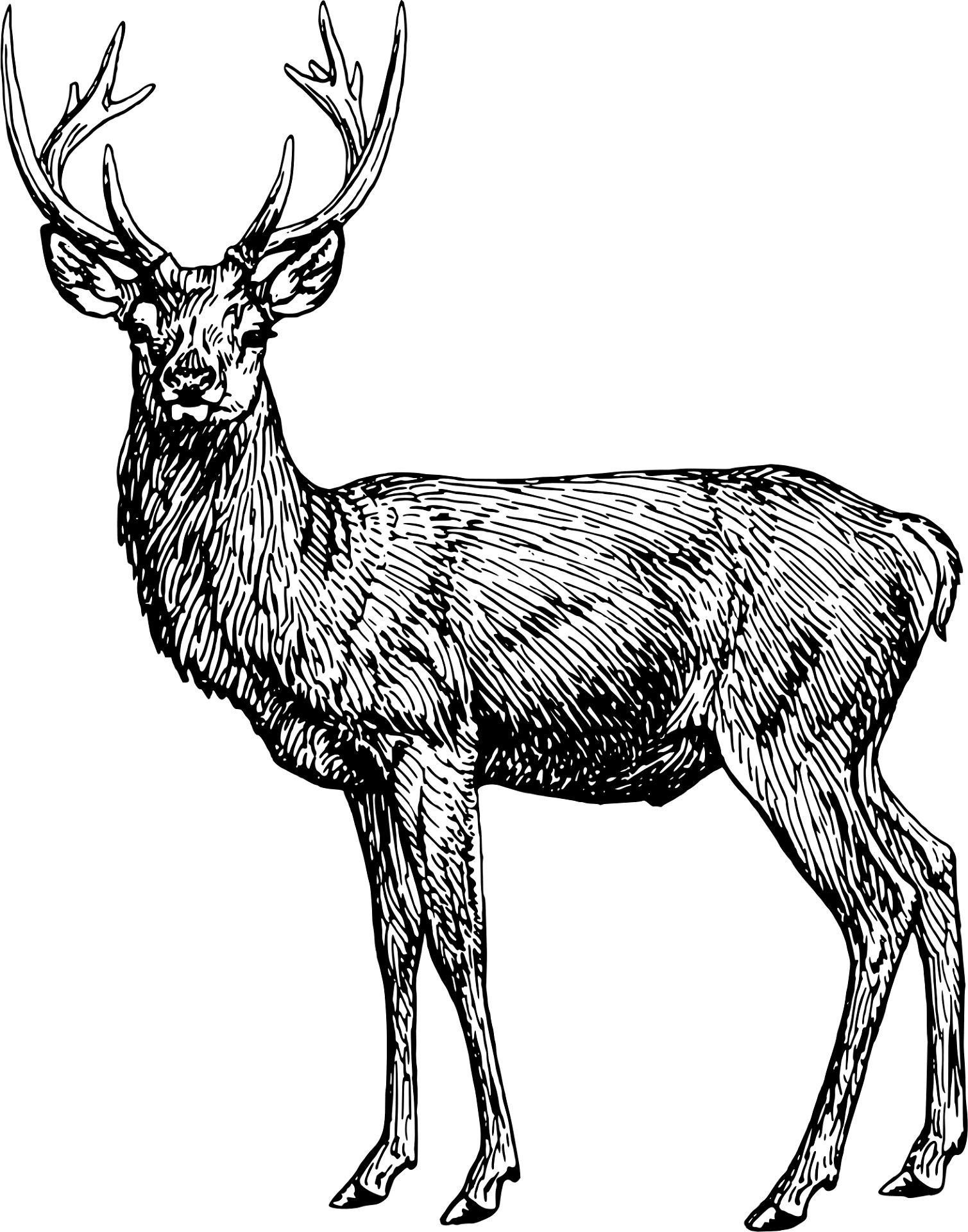 Desenho de Geral para colorir