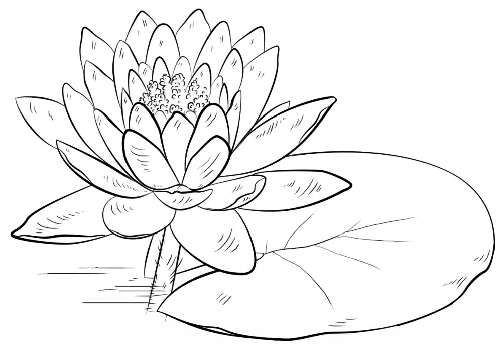 Desenho de Geral para colorir