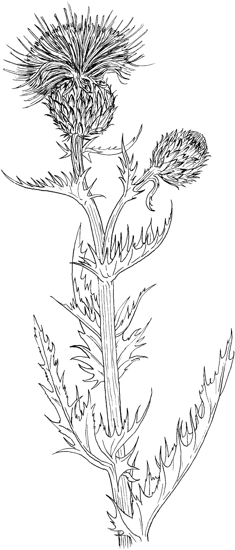 Desenho de Geral para colorir