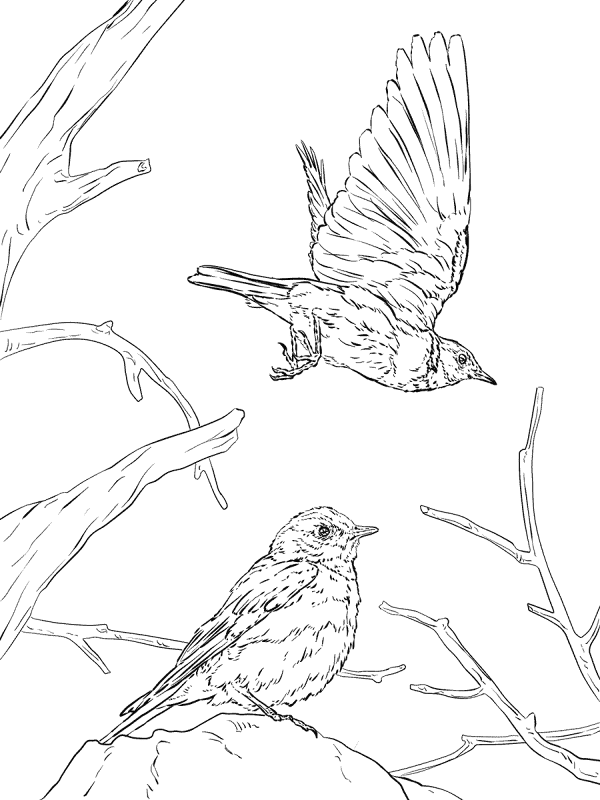 Desenho de Geral para colorir