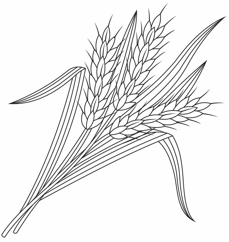 Desenho de Geral para colorir