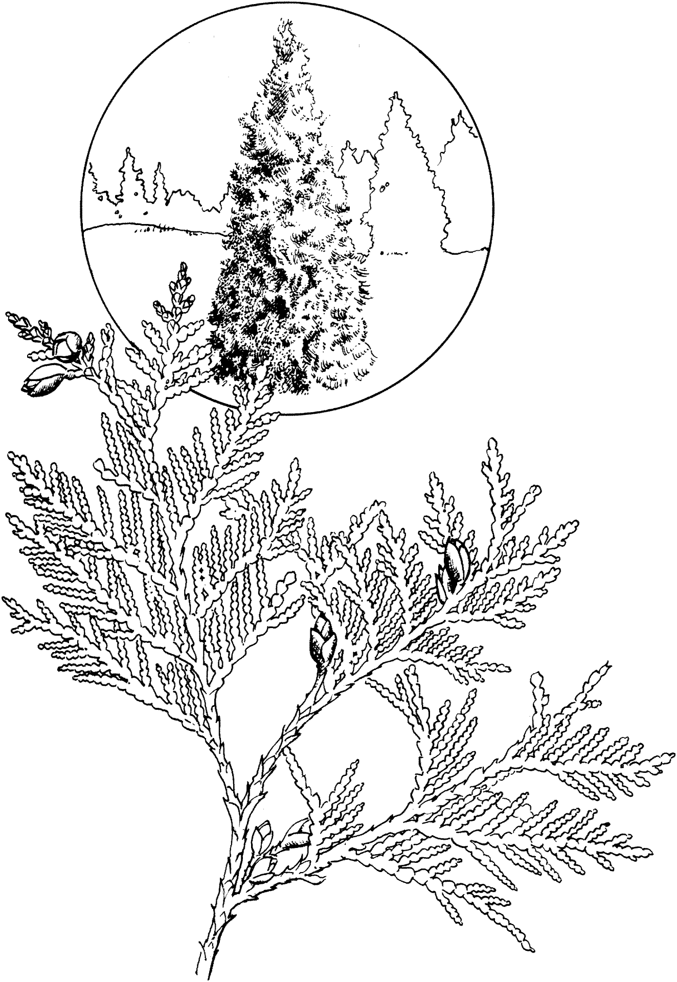 Desenho de Geral para colorir
