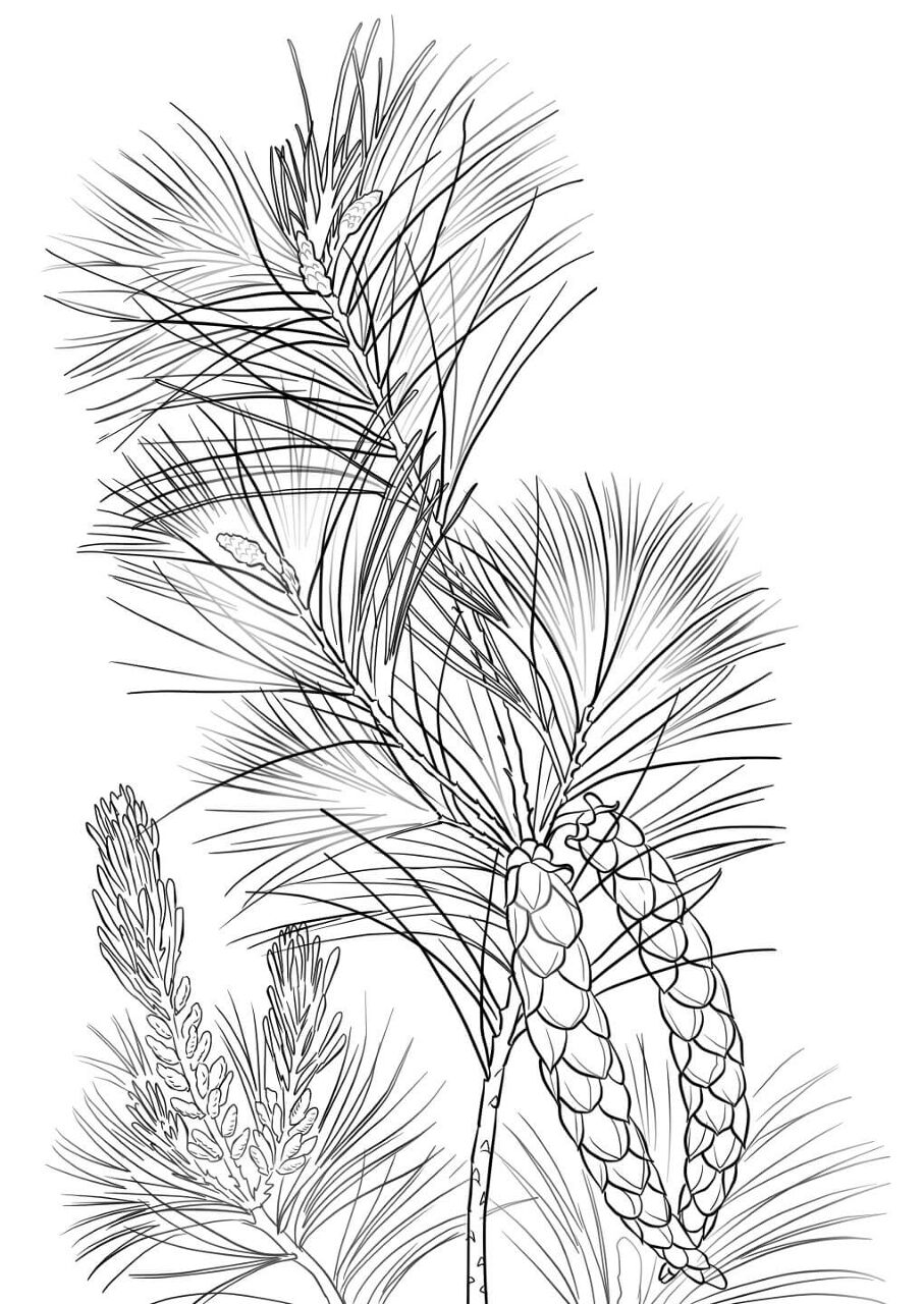 Desenho de Geral para colorir