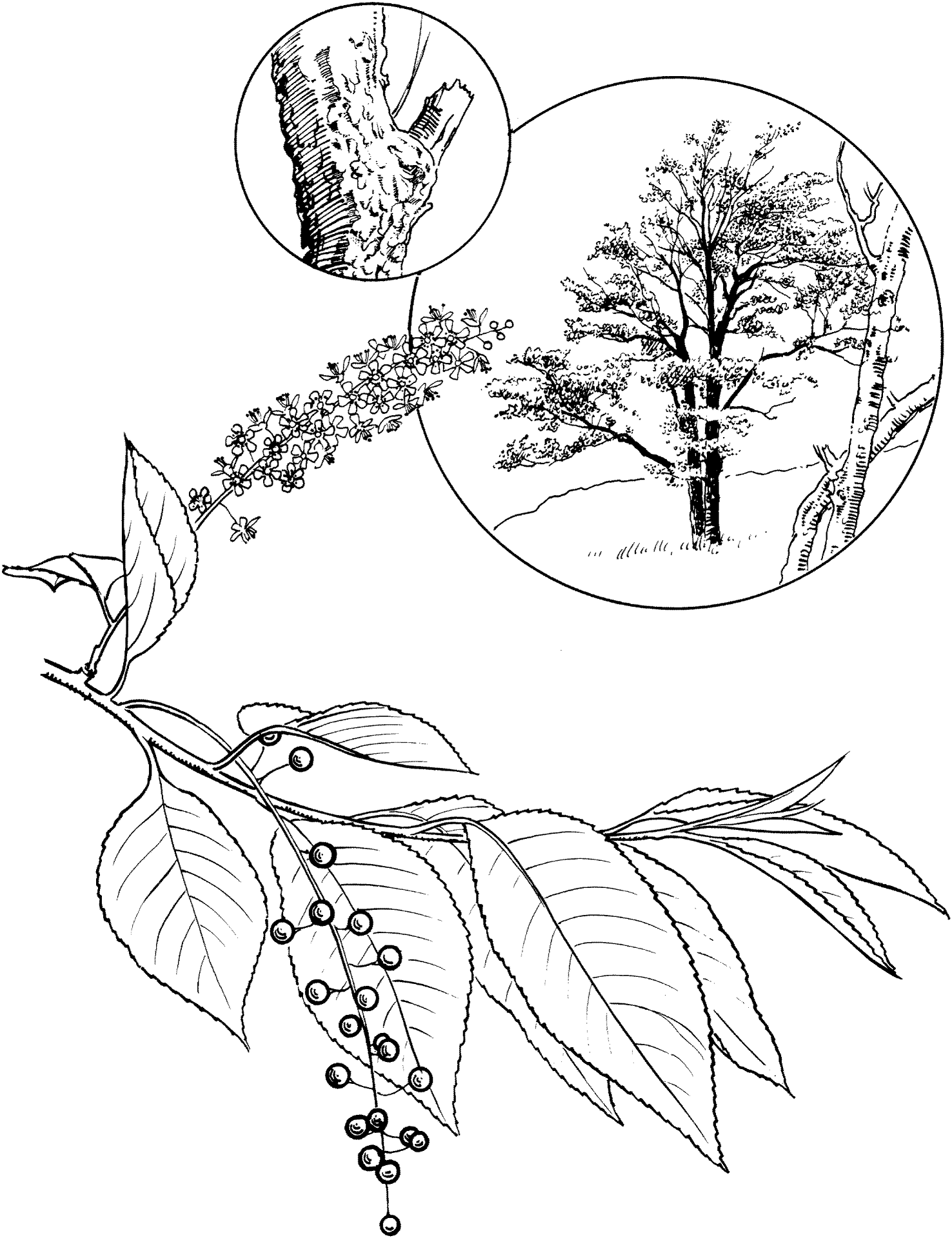 Desenho de Geral para colorir