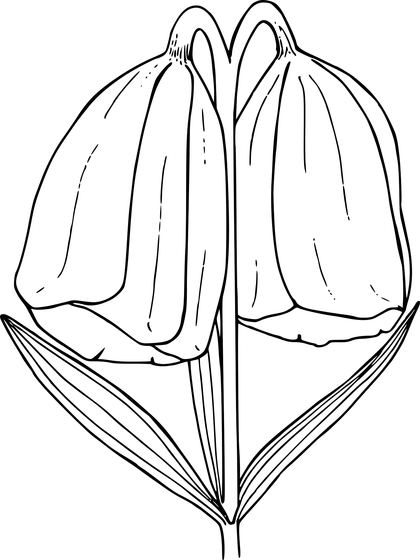 Desenho de Geral para colorir