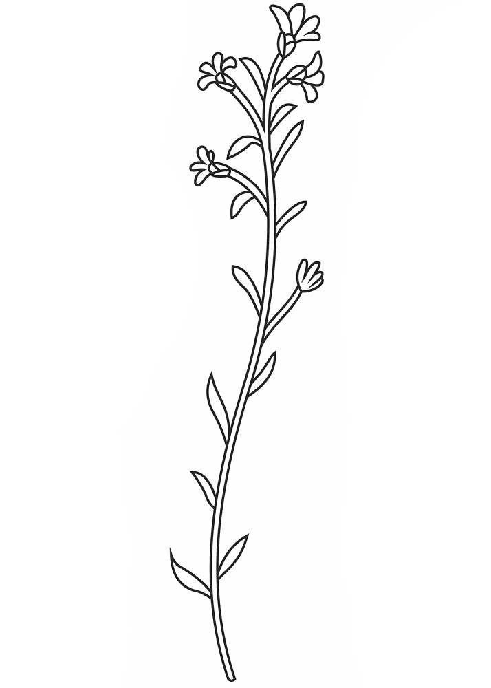 Desenho de Geral para colorir