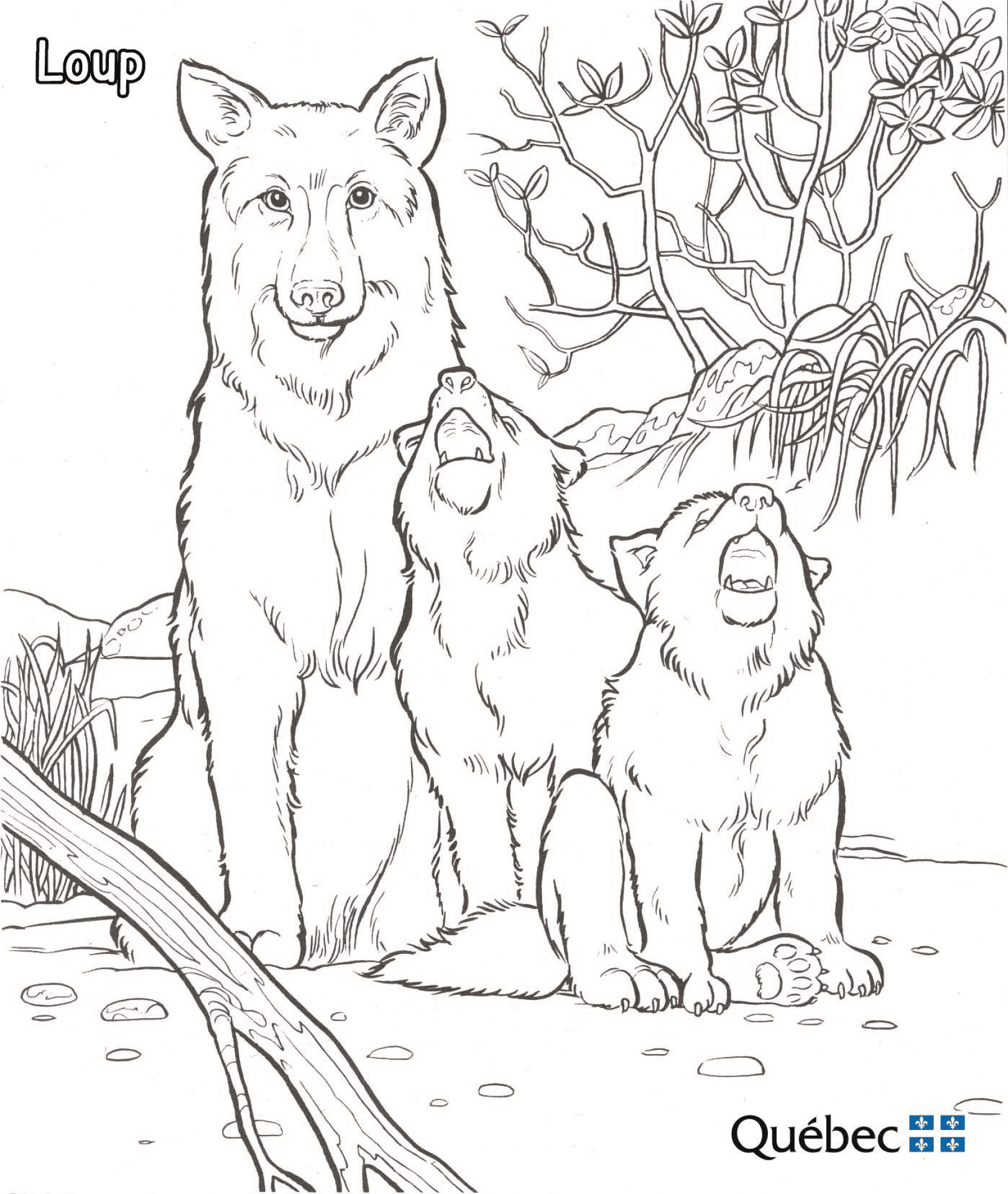 Desenho de Geral para colorir