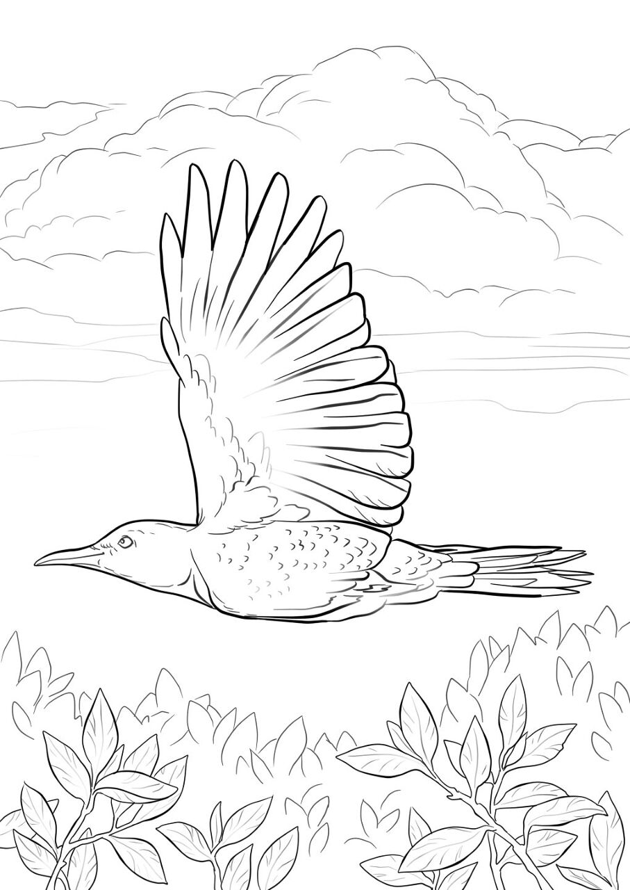 Desenho de Geral para colorir