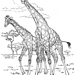 Desenho de Girafas para colorir e imprimir: número 3