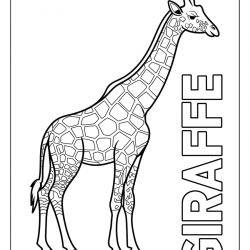 Desenho de Girafas para colorir e imprimir: número 11