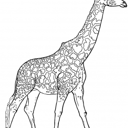 Desenho de Girafas para colorir e imprimir: número 13