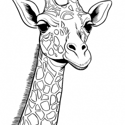 Desenho de Girafas para colorir e imprimir: número 14