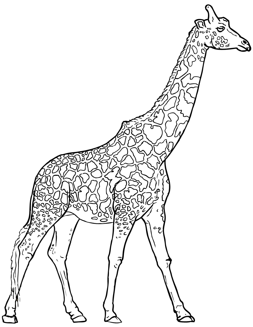 Desenho de Girafas para colorir e imprimir: número 25