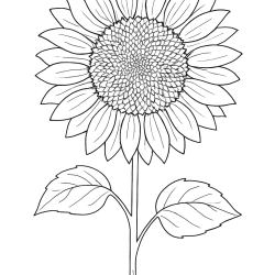 Desenho de Girassol para colorir e imprimir: número 3