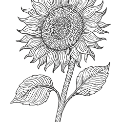 Desenho de Girassol para colorir e imprimir: número 4