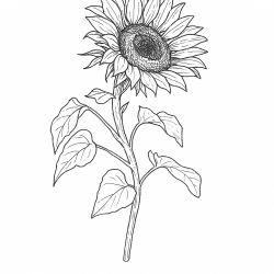 Desenho de Girassol para colorir e imprimir: número 5