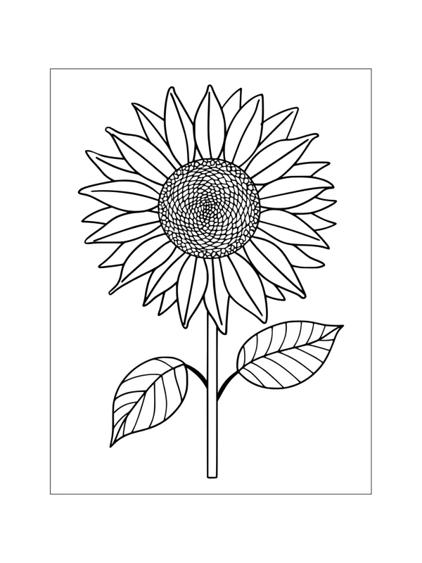 Desenho de Girassol para colorir e imprimir: número 12