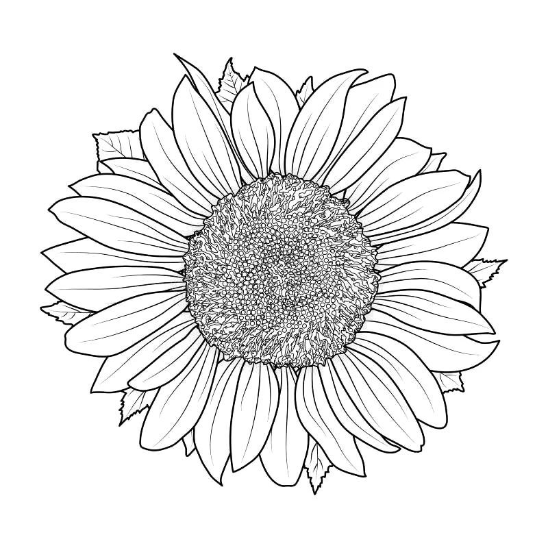 Desenho de Girassol para colorir e imprimir: número 14