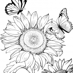 Desenho de Girassol para colorir e imprimir: número 16
