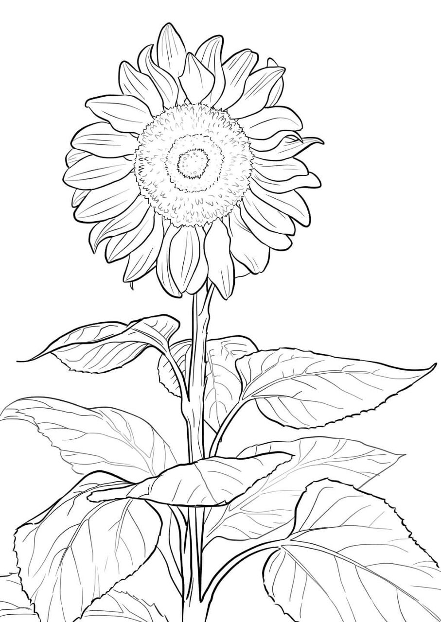 Desenho de Girassol para colorir e imprimir: número 25