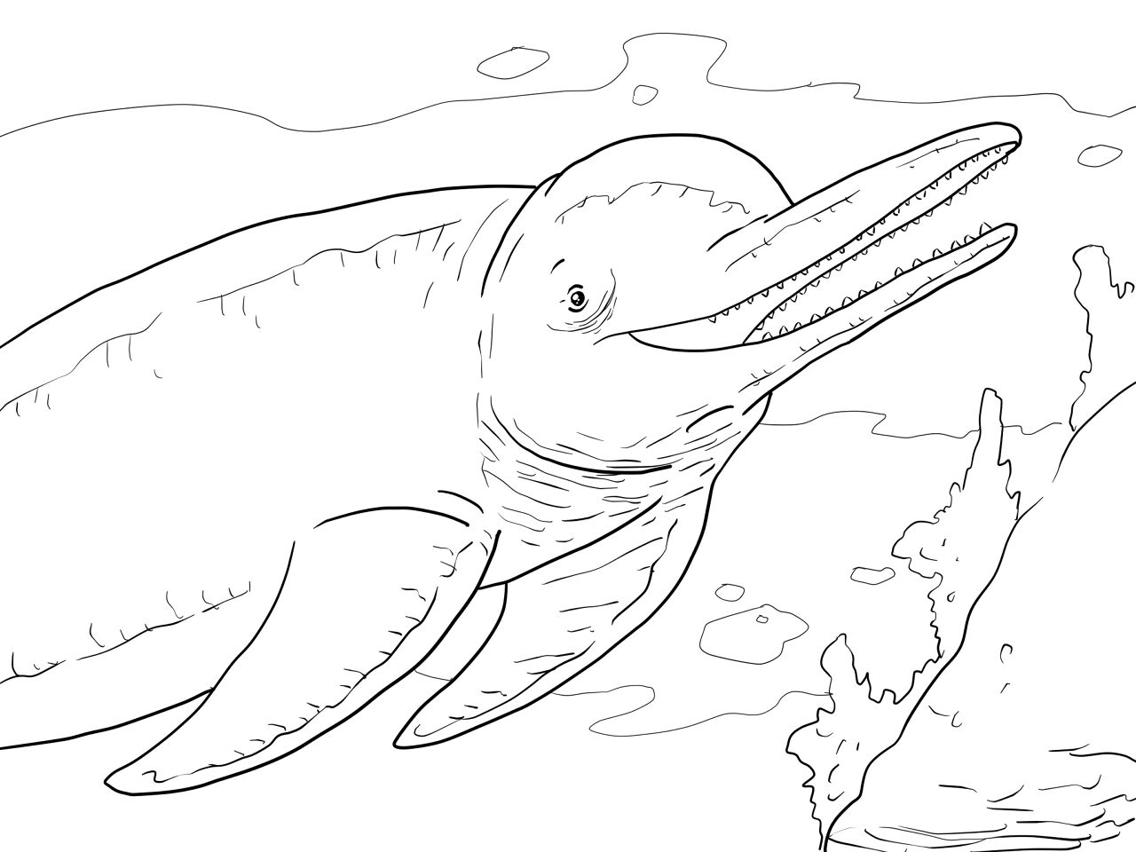 Desenho de Golfinhos para colorir e imprimir: número 16