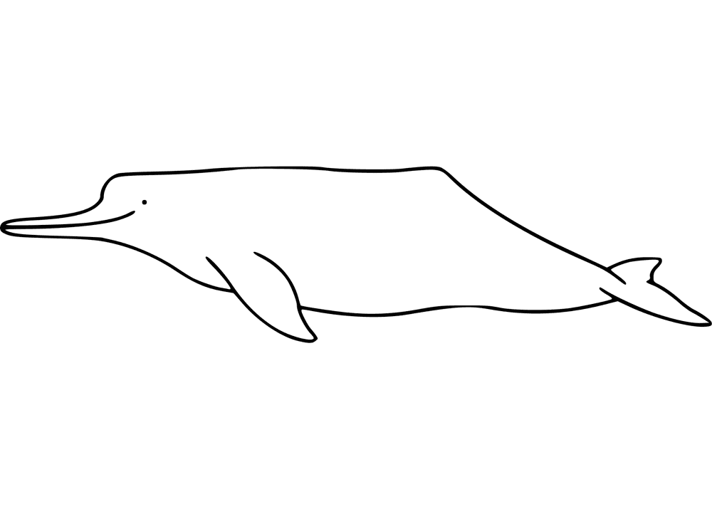 Desenho de Golfinhos para colorir e imprimir: número 17
