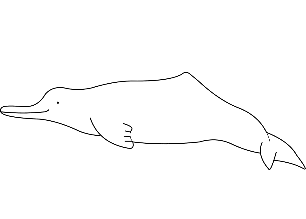 Desenho de Golfinhos para colorir e imprimir: número 19