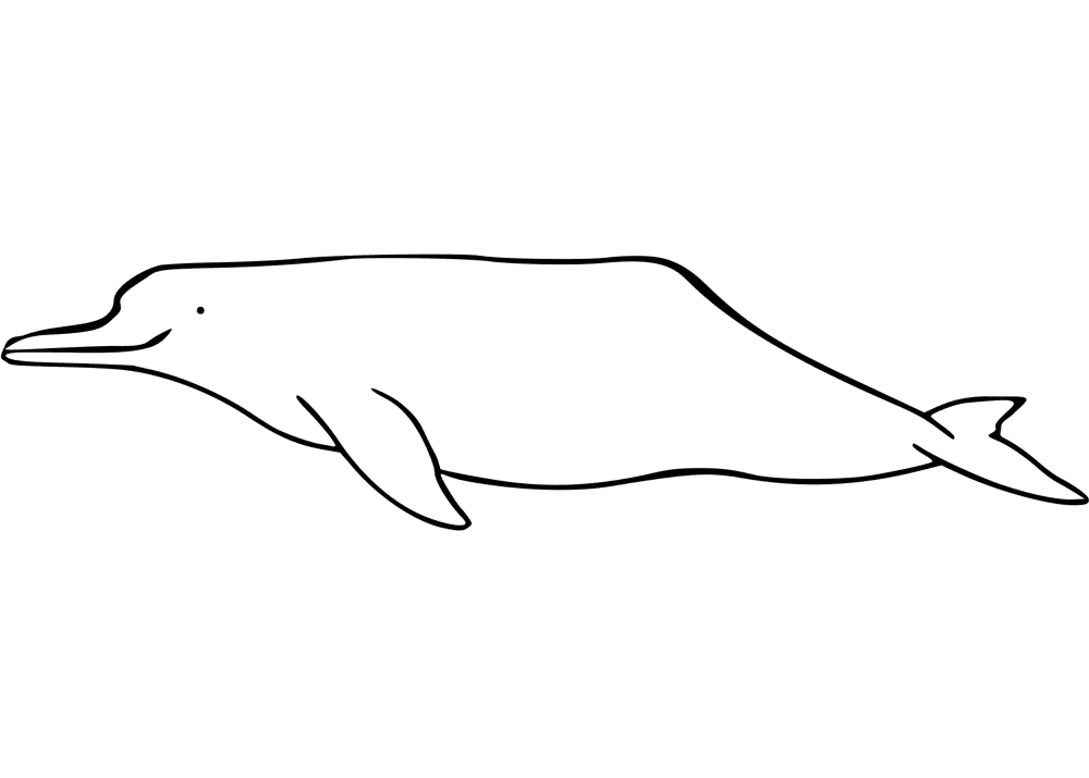 Desenho de Golfinhos para colorir e imprimir: número 20