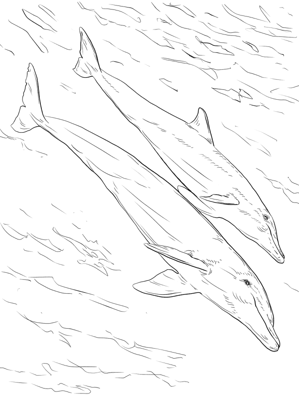 Desenho de Golfinhos para colorir e imprimir: número 22