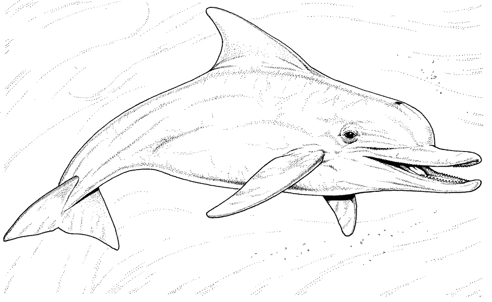 Desenho de Golfinhos para colorir e imprimir: número 33
