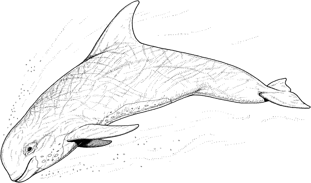 Desenho de Golfinhos para colorir e imprimir: número 35