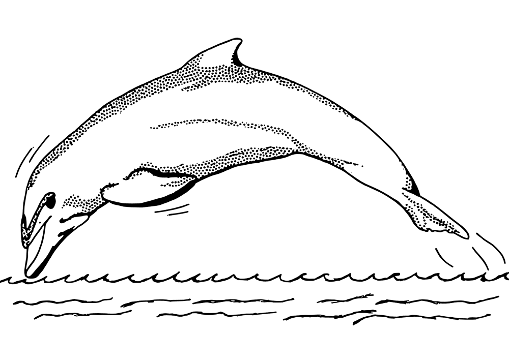 Desenho de Golfinhos para colorir e imprimir: número 39