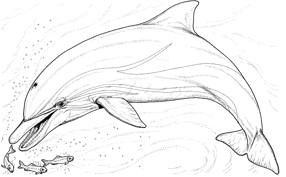 Desenho de Golfinhos para colorir e imprimir: número 42