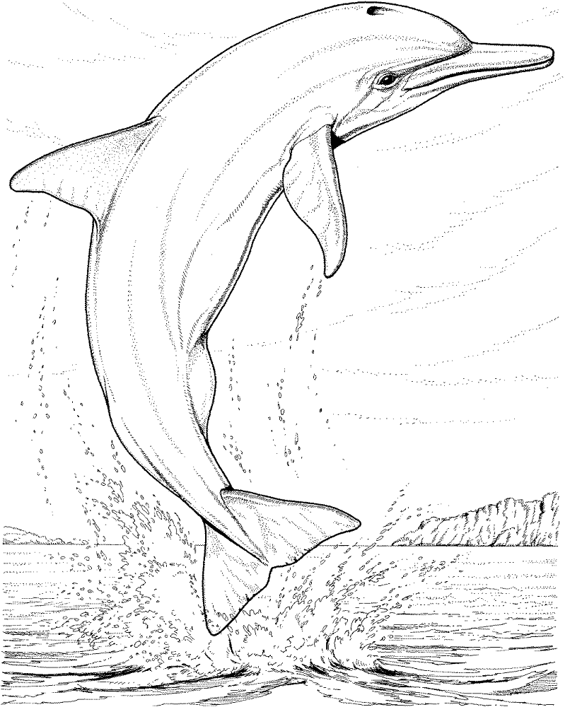 Desenho de Golfinhos para colorir e imprimir: número 45