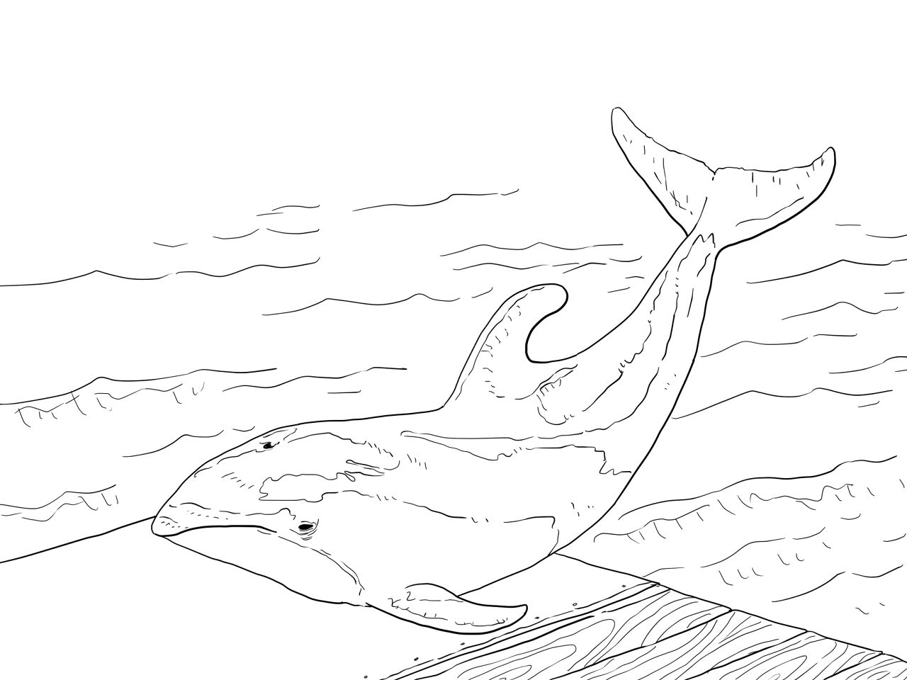 Desenho de Golfinhos para colorir