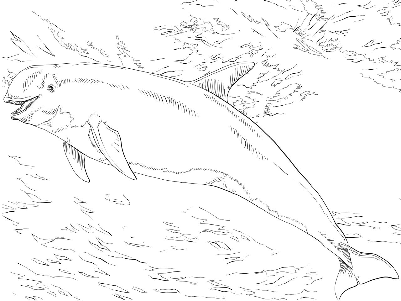Desenho de Golfinhos para colorir