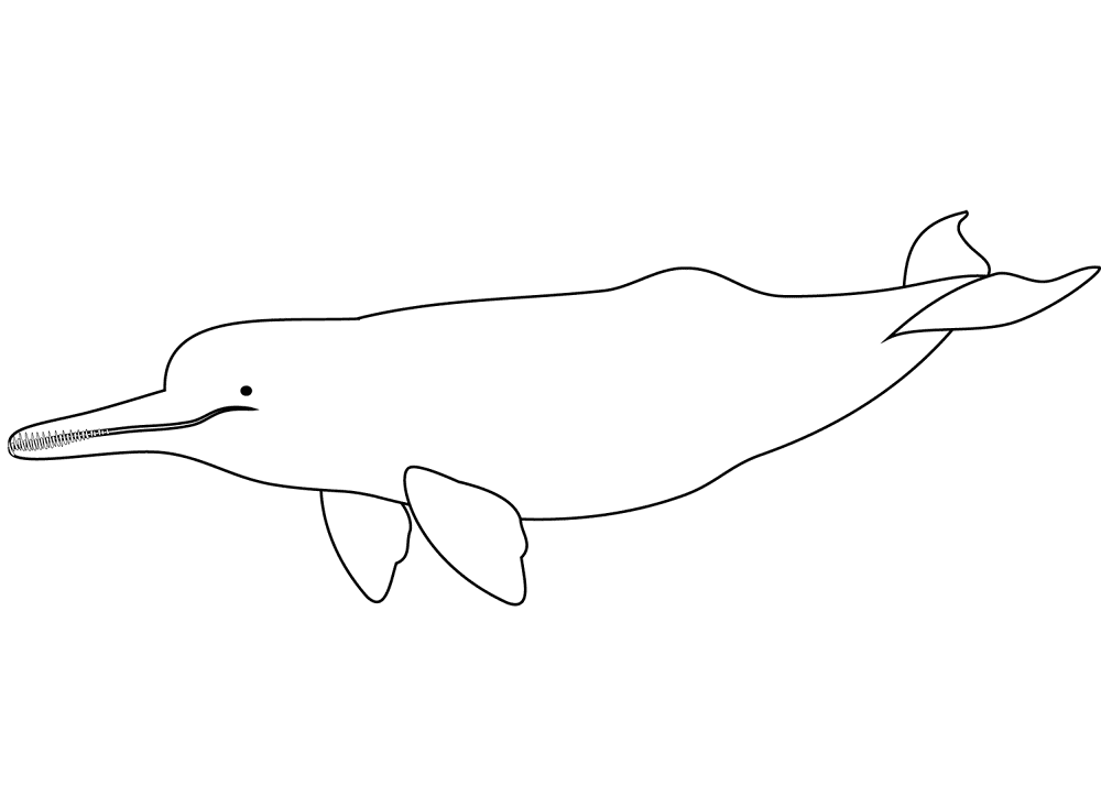 Desenho de Golfinhos para colorir