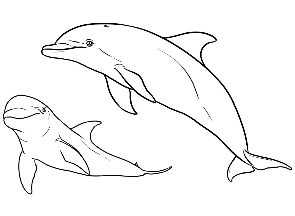 Desenho de Golfinhos para colorir