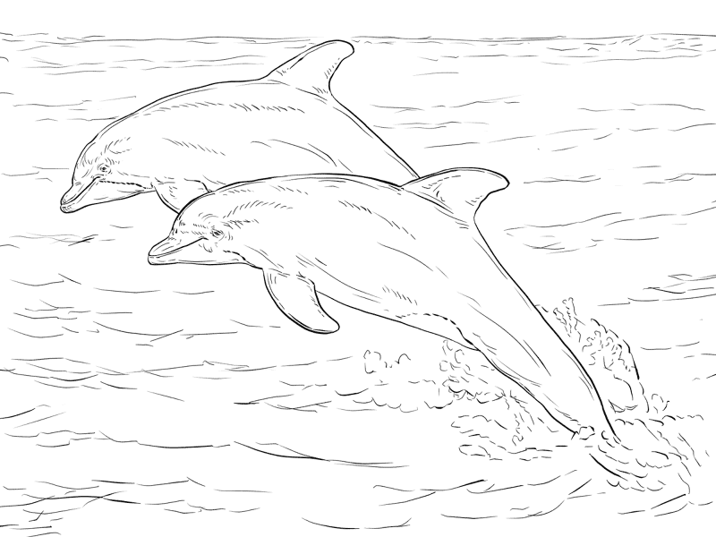 Desenho de Golfinhos para colorir