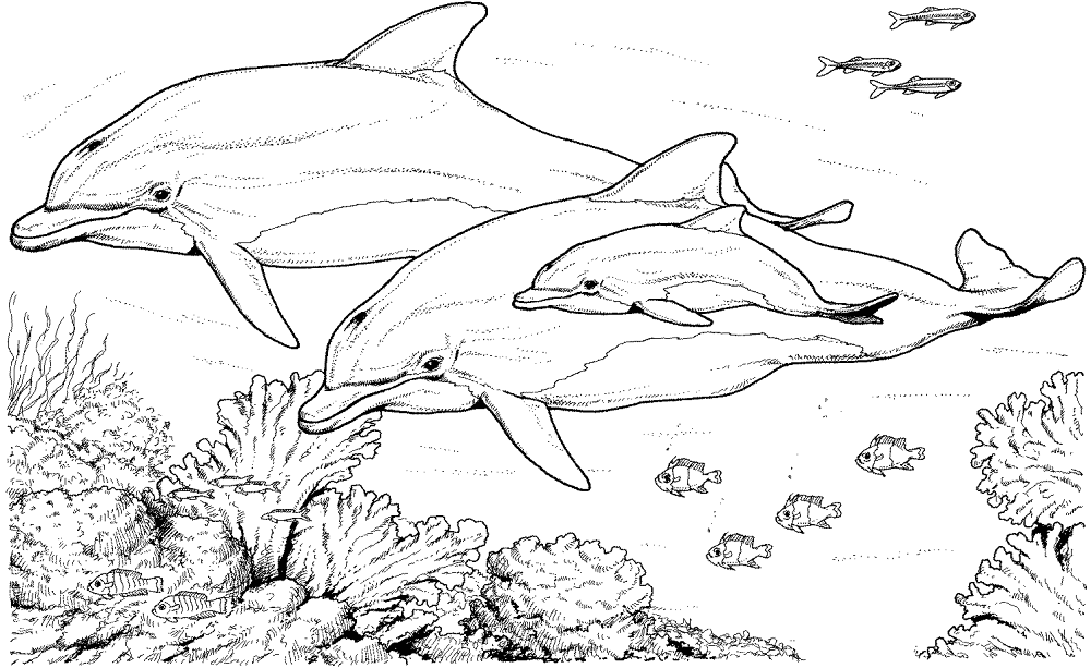 Desenho de Golfinhos para colorir