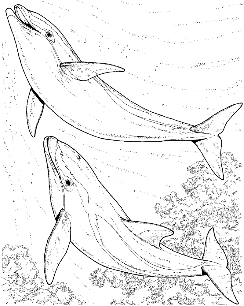 Desenho de Golfinhos para colorir