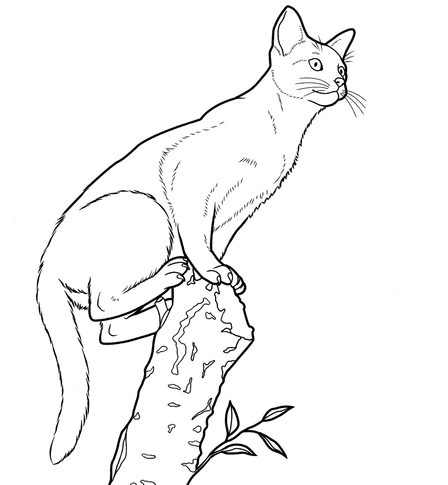 Desenho de Gracioso para colorir e imprimir: número 11