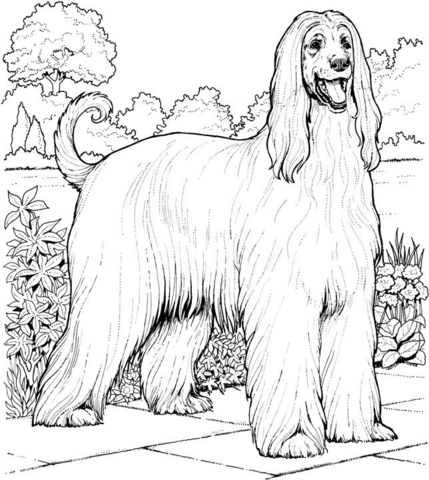 Desenho de Gracioso para colorir e imprimir: número 12