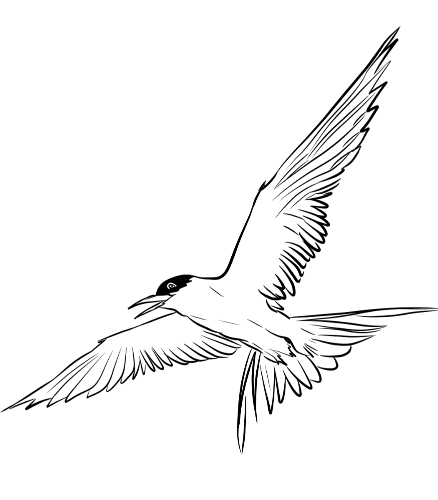 Desenho de Gracioso para colorir e imprimir: número 15