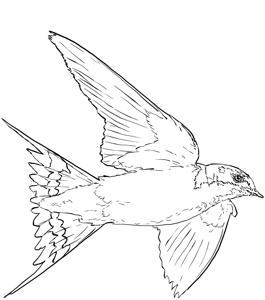 Desenho de Gracioso para colorir e imprimir: número 23
