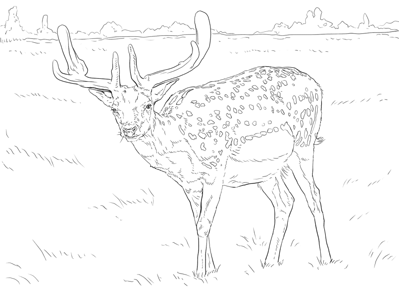 Desenho de Gracioso para colorir e imprimir: número 32