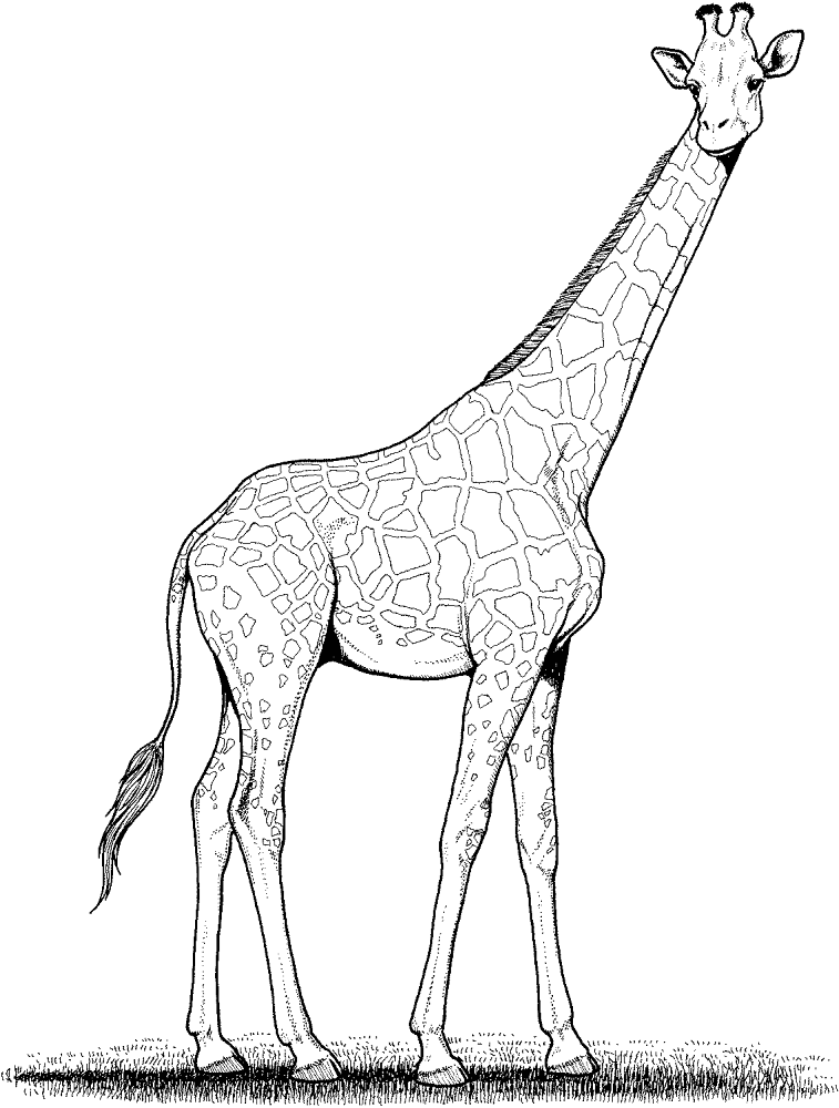 Desenho de Gracioso para colorir e imprimir: número 36
